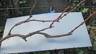 Обрезка винограда осенью, подготовка к зиме видео