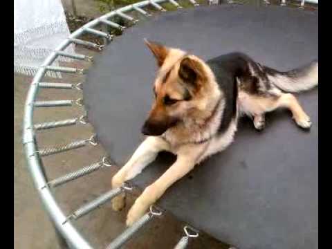 MY GERMAN SHEPHERD 5 keera