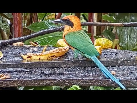 Rufous Motmot Faces-off with Black-chested Jays Over Fruity Meal | November 28  2022 | Cornell Lab