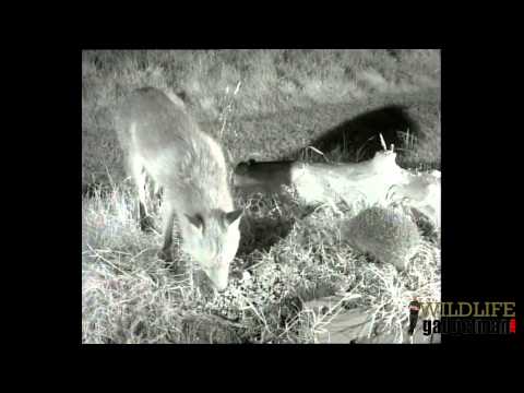 Wildlife Gadgetman - Fox And Hog Feeding 200514