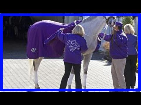 Breaking News | Breeders' Cup Marathon winner Afleet Again dies in Korea