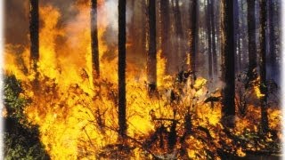 Смотреть онлайн Один из самых больших лесных пожаров в США