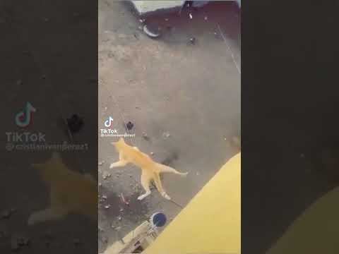 yo se que puedo volar