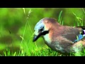 Jay - Garrulus glandarius
