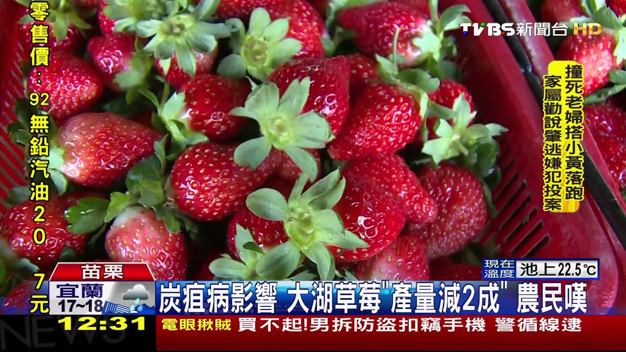 採草莓去!暖冬影響 大湖草莓早熟開採