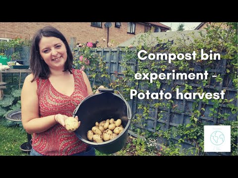 Compost bin experiment - Potato harvest
