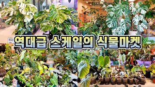 역대급 스케일의 식물마켓을 다녀왔어요!! 진짜 대박입니다 ㅜㅜ