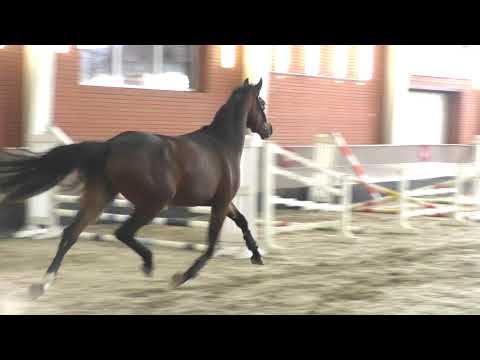 05 Cornet Obolensky World Way Quite Easy I Wiena