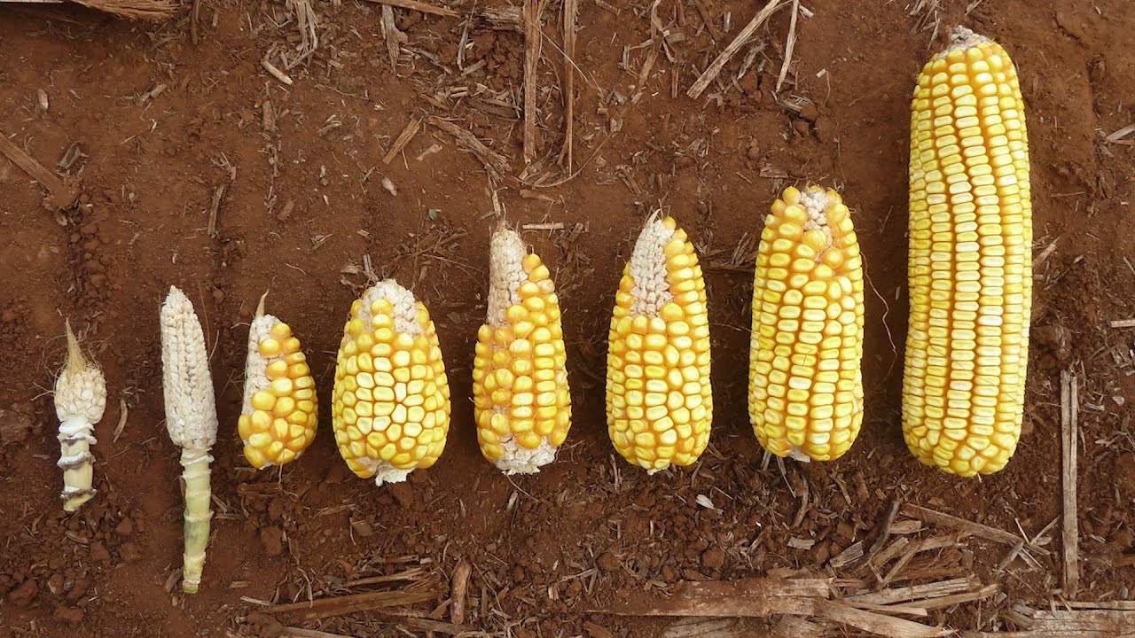 Entenda as causas da “espiga presa” do milho
