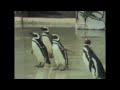 Sesame Street 4 Little Penguins