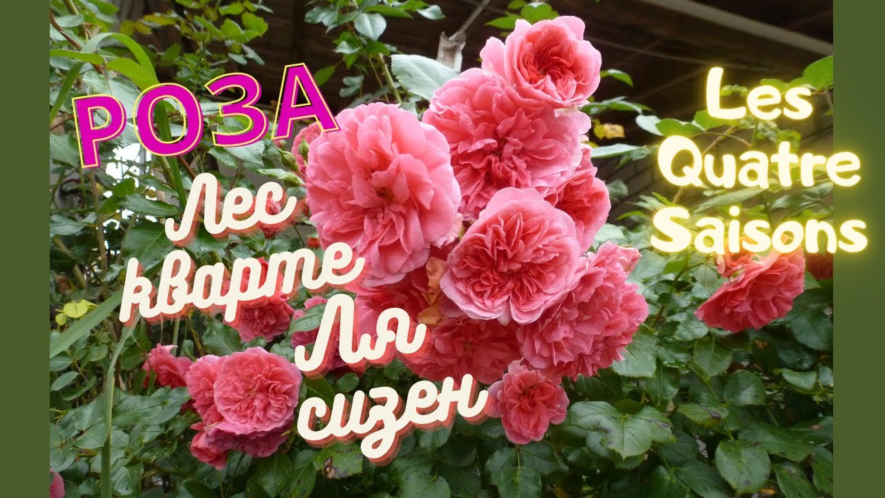 Розовая роза Лес кварте ля сизен (Les Quatre Saison , Pink Swany Meilland). Почвопокровная или шраб?