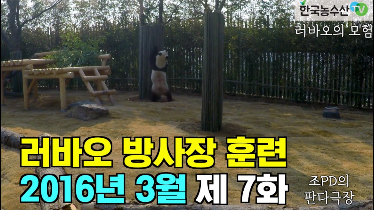 [PandaTV] Panda Lebao exploring the Everland enclosure in March 2016, 판다 러바오 2016년 3월 에버랜드 방사장 체험