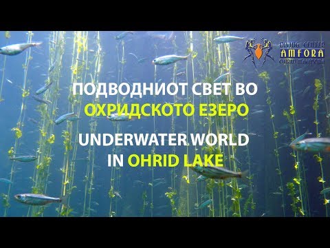 Underwater world in Ohrid Lake