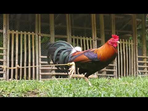 Larry Romero Sweater