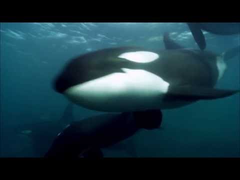 Blackfish (2013) Trailer