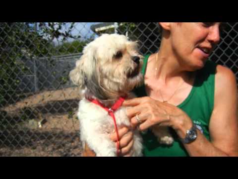 Ms. Hathaway, an adopted Poodle & Shih Tzu Mix in Houston, TX_image-1