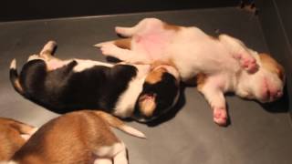 Aradik's Drevers - 3 week-old puppies dreaming of days to come :)