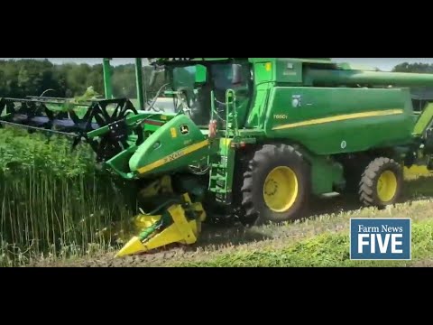 Farm News Five: Michigan’s industrial hemp harvest is underway