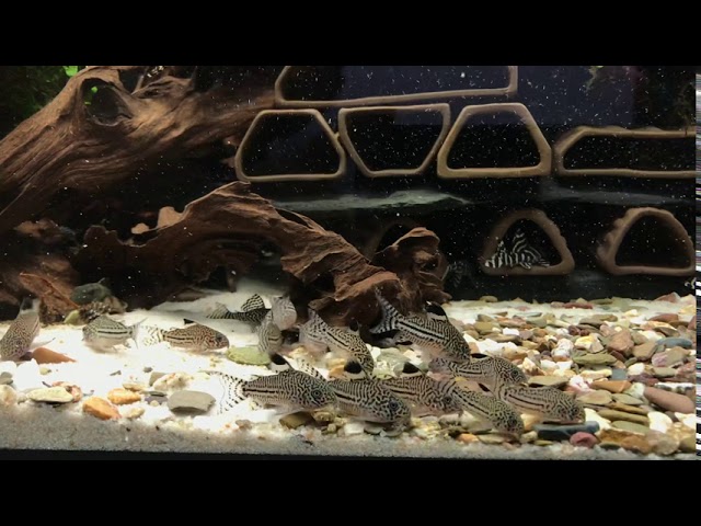 YouTube video preview