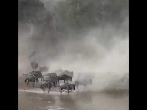 Great Migration Crossing Mara River