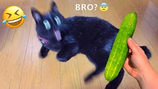 Try Not To Laugh 😅 Funniest Cats and Dogs 2024 😹🐶 Part 22