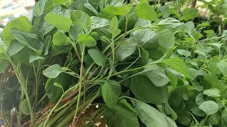 Thotakura curry | Home grown amaranth curry | mom's recipie | #cooking #gardening #homegarden