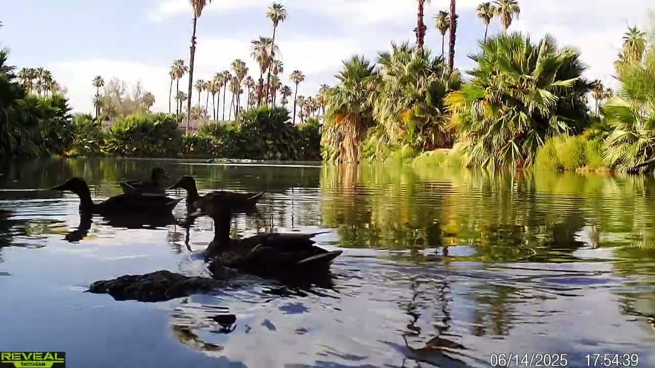 S3E38: Pond life...a few moments with wildlife at the water's edge