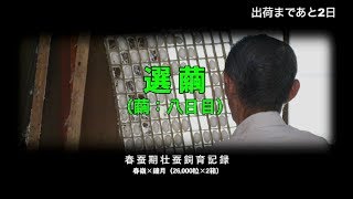 preview picture of video '【養蚕農家】24/26　選繭 （繭：八日目）'