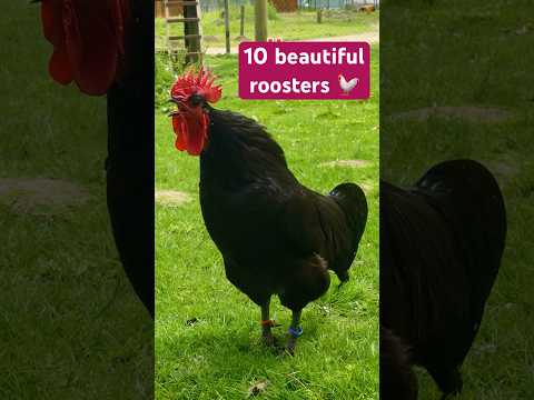 10 different roosters from bantam size to giant: Serama, Herve, Dutch bantam, Exchequer chickens