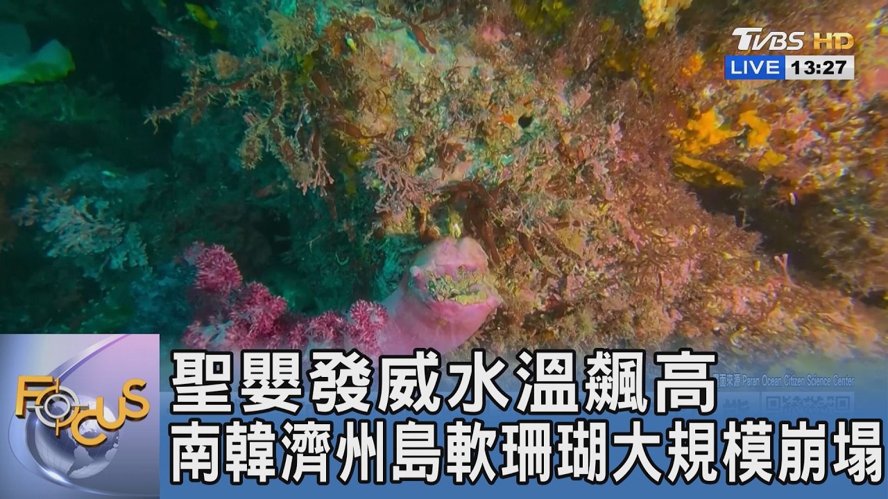 聖嬰發威水溫飆高 南韓濟州島軟珊瑚大規模崩塌