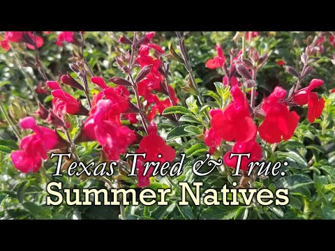 Texas Tried & True 🌞 | Native Summer Perennials for Your Garden with Rusty Allen