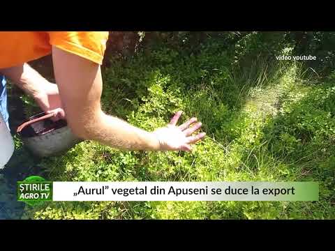 „Aurul” vegetal din Apuseni se duce la export 02 09 2021