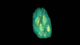 Newswise:Video Embedded fossil-discovery-revises-cycad-plant-history