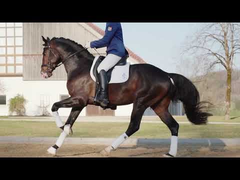 Haupt- und Landgestüt Schwaiganger - Bailadoro
