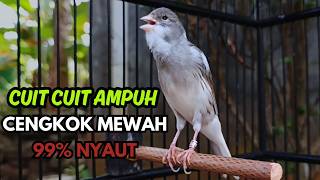 Download lagu KENARI GACOR  Cuit CUIT BIRAHI SUARA Kenari MASTERAN TERBAIK UNTUK PANCINGAN & MASTERAN Kenari PAUD mp3