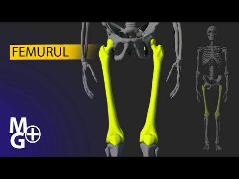 FEMURUL (Curs/Prezentare 3D Anatomie)