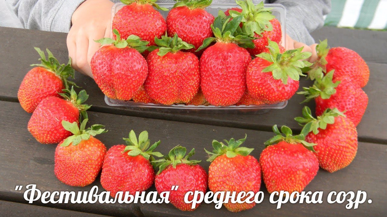 КЛУБНИКА "Фестивальная" начало созревания