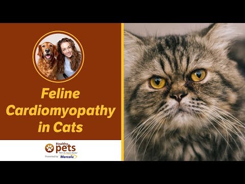 Feline Cardiomyopathy in Cats