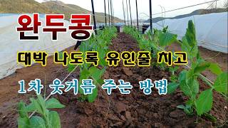 [텃밭농부 2,212]  완두콩 대박 나도록 유인줄 치고, 1차 웃거름 주는 방법! #완두콩재배
