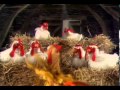 Muppet Chickens Baby Face