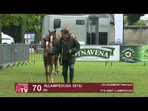 Sprinter Sacré Show 2019 : Lot 70 - N 19 LAMPEDUSA