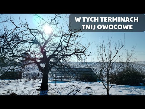 Kiedy przycinać drzewka i krzewy owocowe? NAJLEPSZE TERMINY NA CIĘCIE.