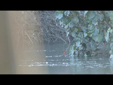*Italien Grande Fiume Po* Welsfischen in Italien