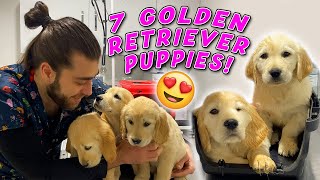 7 TANE GOLDEN YAVRUSU GELDİ! 😍 ( Golden Retriever Yavruları ) #TheVet