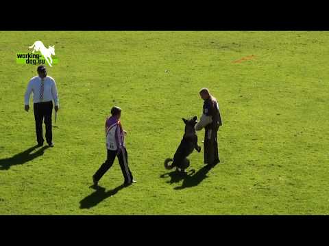 Charly vom Rio Negro   WUSV WM 2012