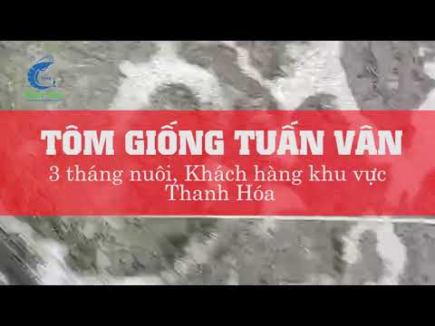 Kiểm tra tôm 03 tháng nuôi khu vực miền Bắc