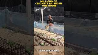 Cricket Farming Industry