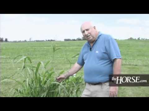 YouTube video about: Are willow trees poisonous to horses?