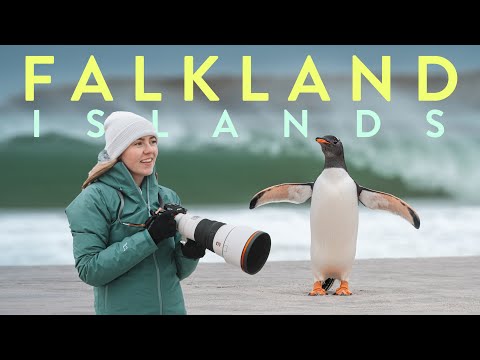 跟著我還有上萬隻企鵝開啟我的福克蘭群島之旅吧！ (My Trip to the Falkland Islands | The Land of 1 MILLION Penguins)