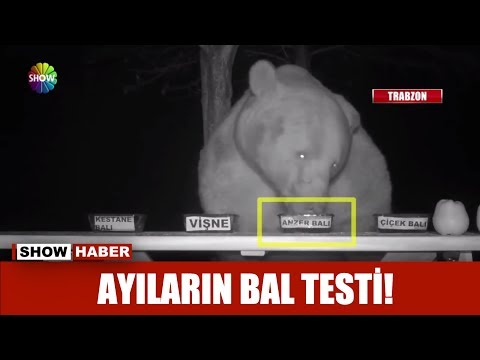 Ayıların bal testi!